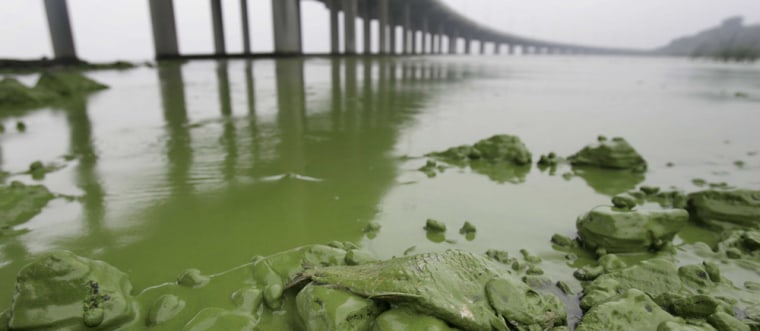 CHINA: Blue-Green Algae Bloom Causes Water Crisis