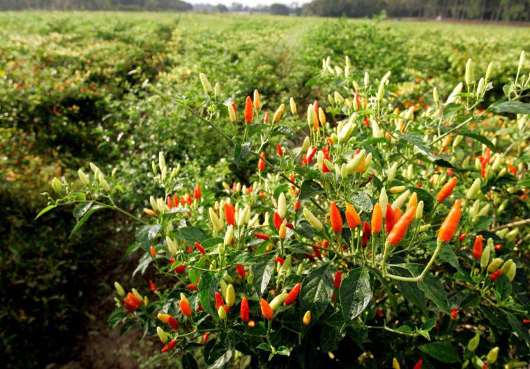 ** FOR IMMEDIATE RELEASE ** Tabasco peppers that are used in the making of Tabasco sauce grow at Avery Island, La., Monday, Oct. 15, 2007. (AP Photo/Alex Brandon)