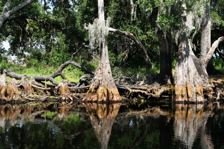 Image: A serene shot of a swamp in the everglades national park Florida