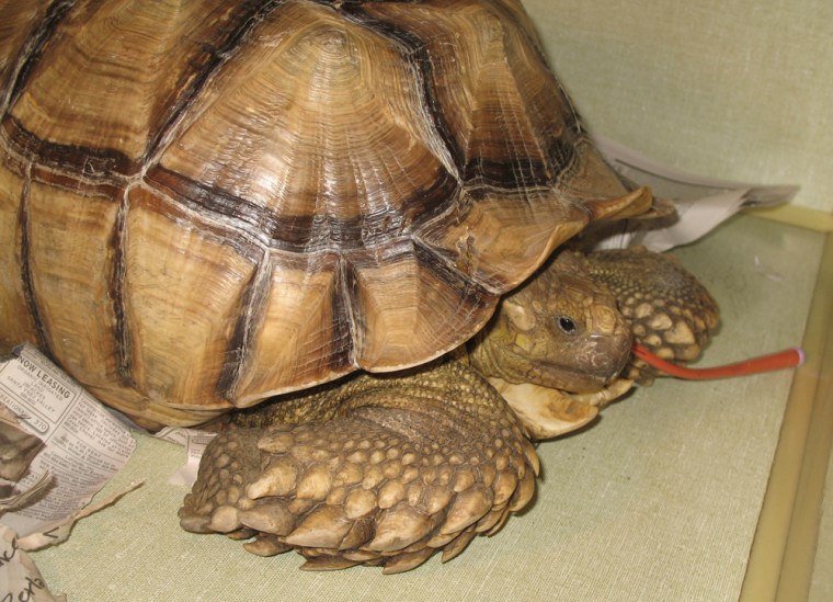 Bob, an endangered African spurred tortoise, is recovering after being slashed, stabbed and mutilated. The attack traumatized 7-year-old William Sullivan, whose first spoken words had been to his pet, said his mother, Dorothy Sullivan.