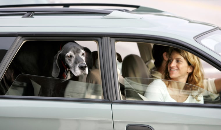 Image:  dog in car
