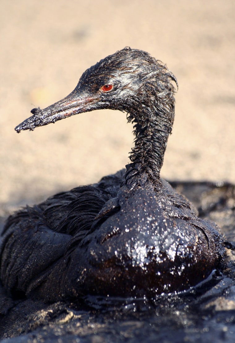 A bird covered in fuel oil sits on the shore 7 km (4.3 miles) from Russia's southern port of Kavkaz