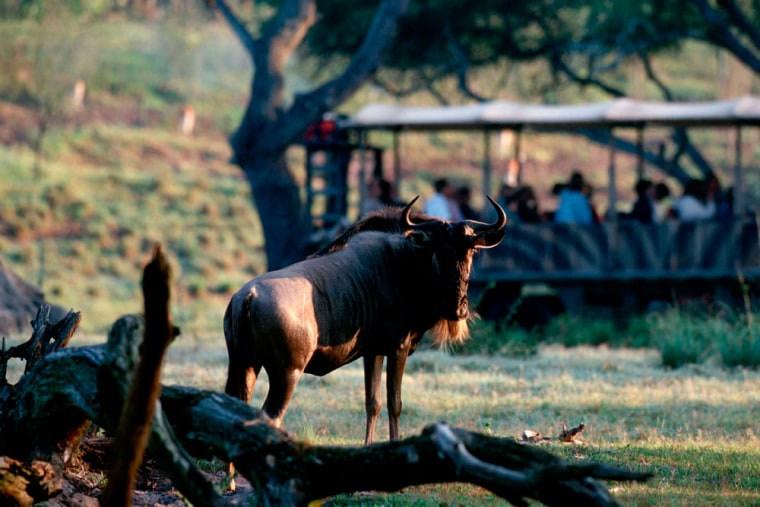 Image: Wildebeest