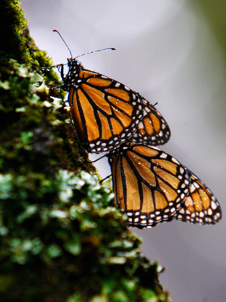 Image: monarch butterflies