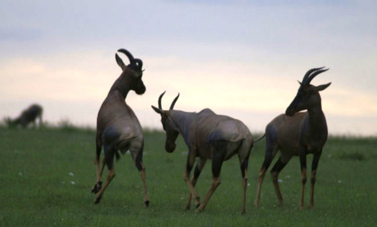 Image: antelopes