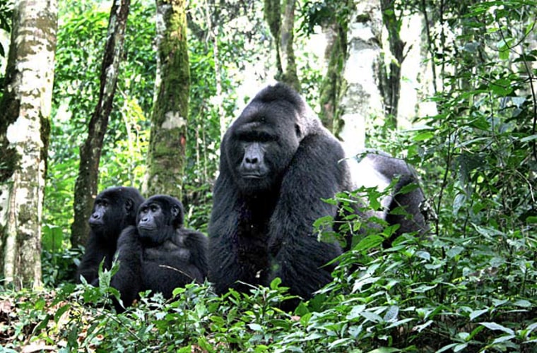 Image: gorillas