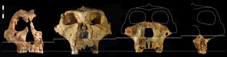 Image: Paranthropus robustus skull specimens