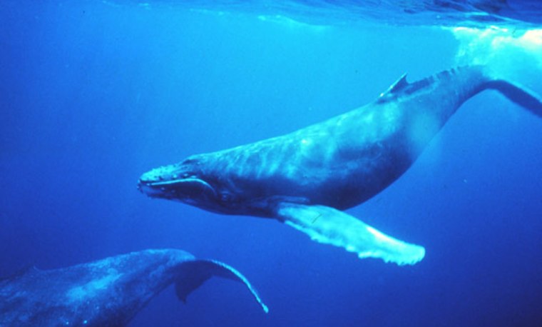 Image: Humpback whales in the singing position.