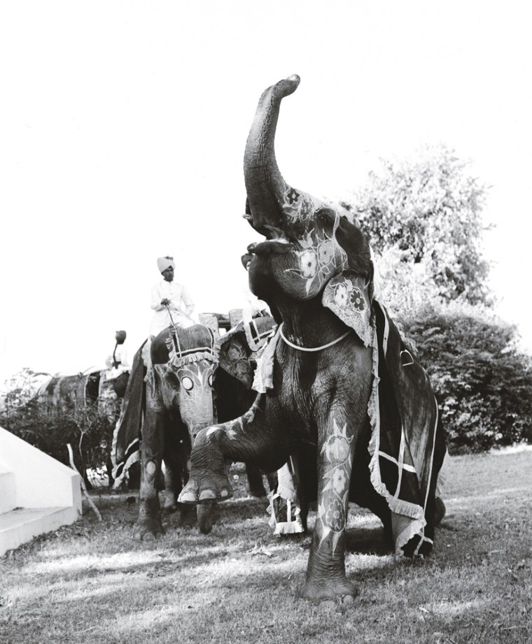 Elephant