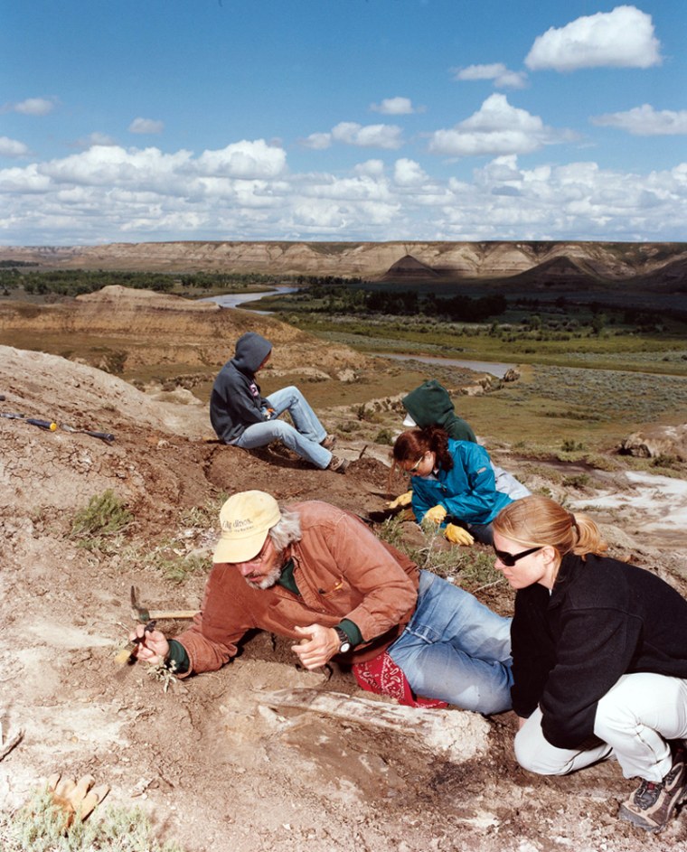 Dino dig