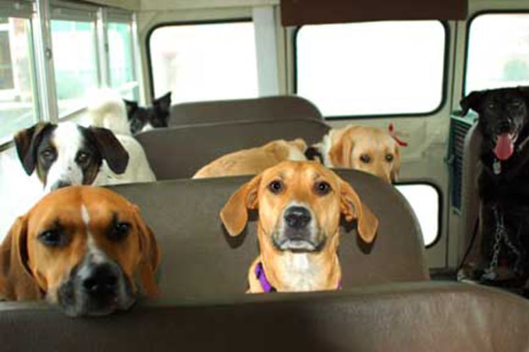 Image: Dogs on a bus