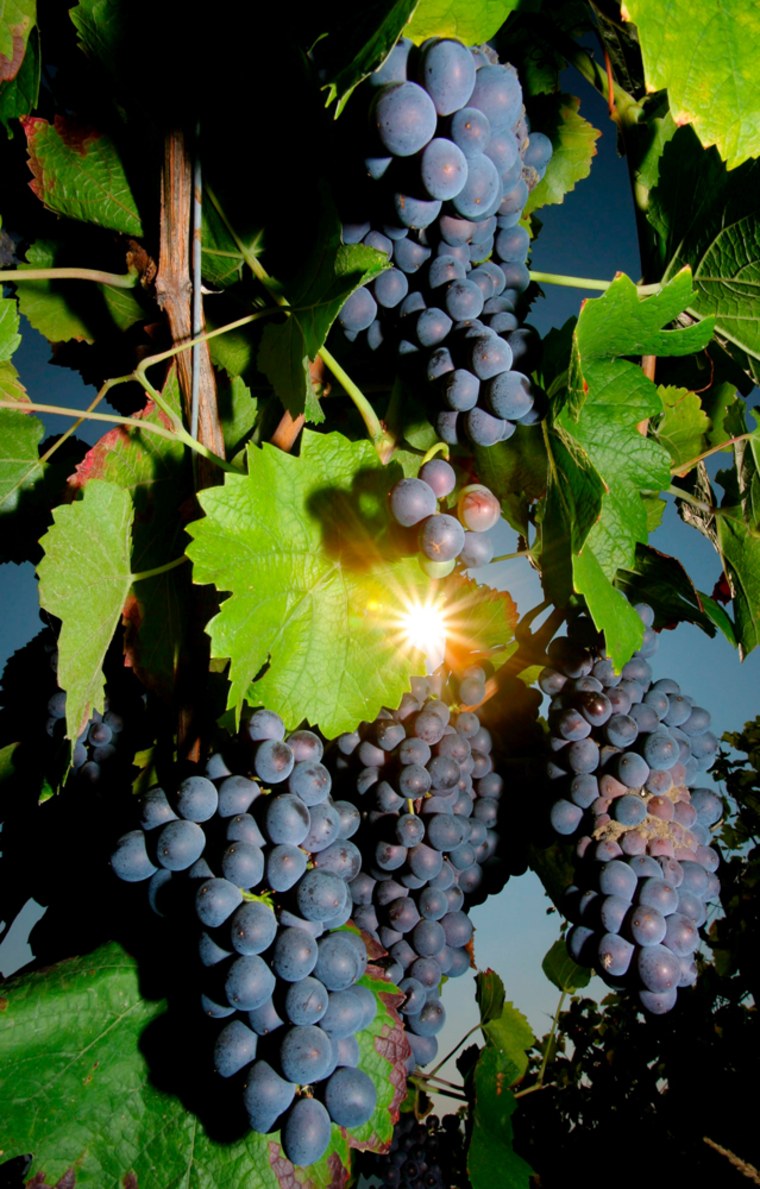 Image: Pinot Noir grapes