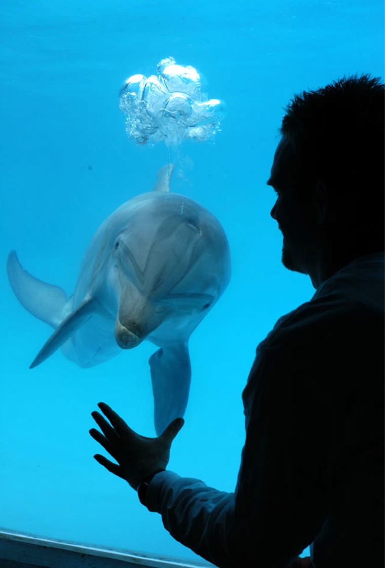 Image: Dolphin