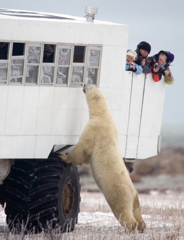 Image:  A polar bear looks in the window of a tundra buggy as tourists photograph him near Churchill, Manitoba, Canada.