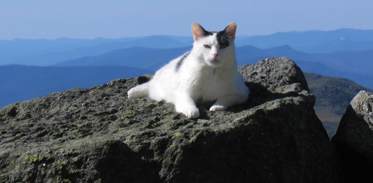 Image: housecat Nin atop Mount Washington.
