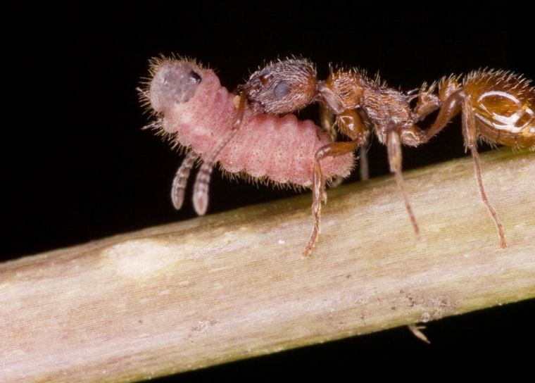 Image: A caterpillar of Maculinea alcon, having recently emerged from a flower of Gentiana pneumonanthe is carried back to a nest of the ant Myrmica rubra by a foraging worker ant.
