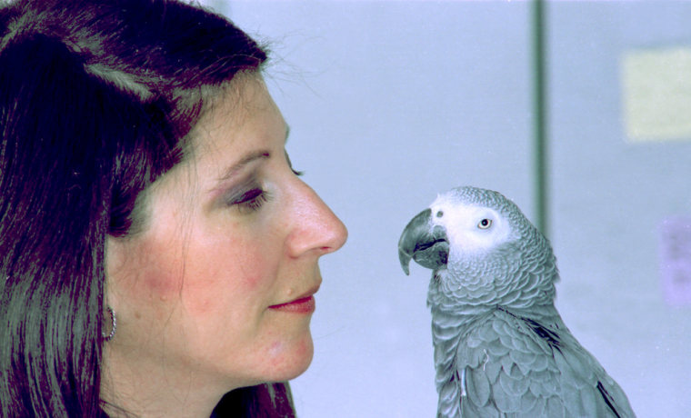 Image: parrot