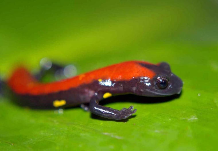Two of the new salamanders are from the Bolitoglossa genus and are nocturnal, coming out at night to feed. The first Bolitoglossa species is 3 inches (8 centimeters) long and black, with a bold red stripe down its back and small yellow markings on its side. 