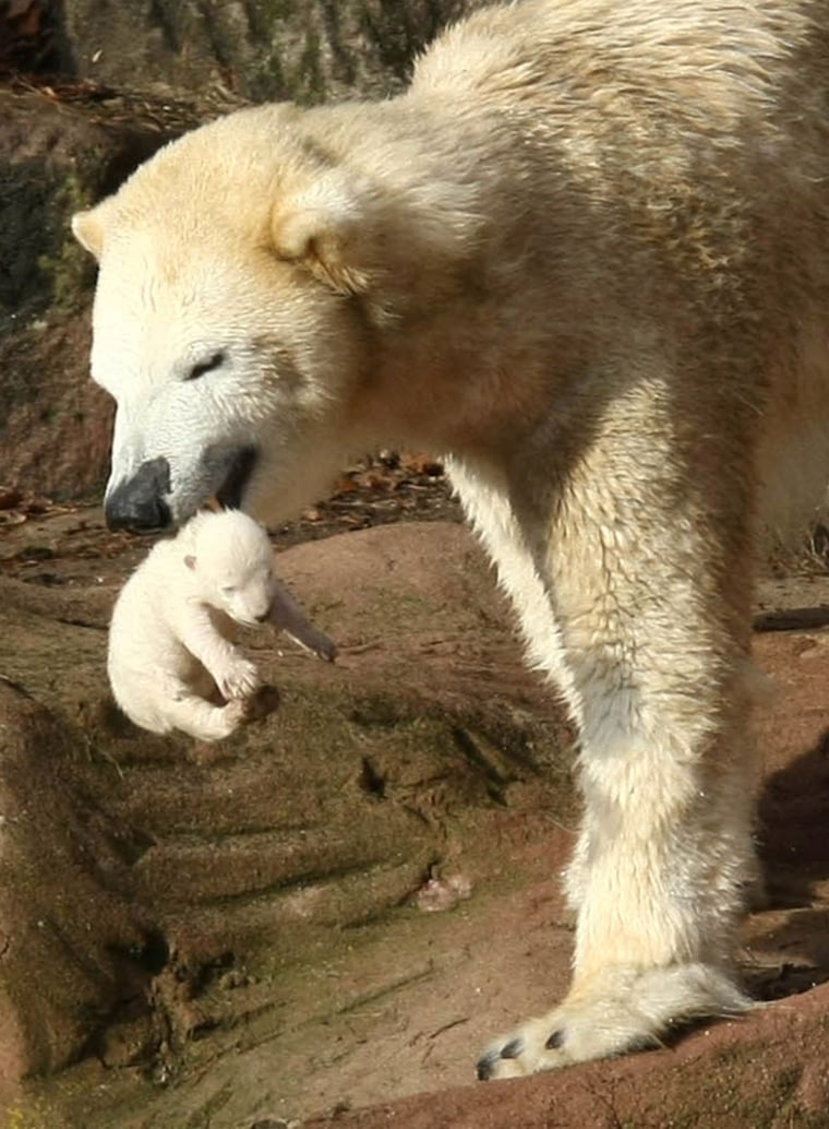 Image: Polar Bear Vera takes care of her cub in their enclosure