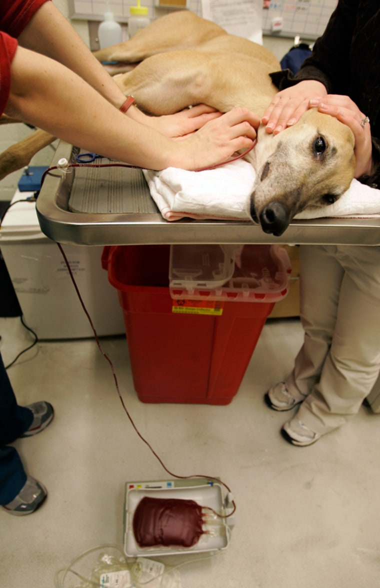 Image: A greyhound, donates blood at Ohio State University's small animal clinic in Columbus, Ohio.