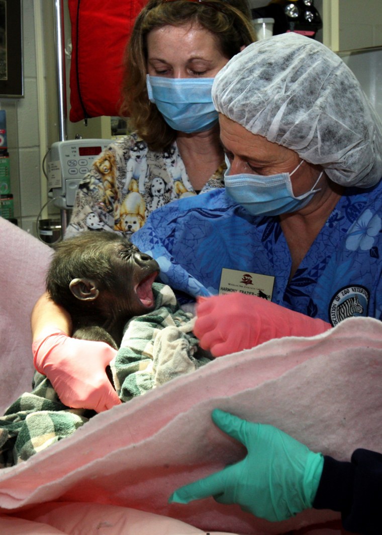 Image: Woodland Park Zoo's baby gorilla wakes up after surgery in the arms of senior veterinary technician Harmony Frazier