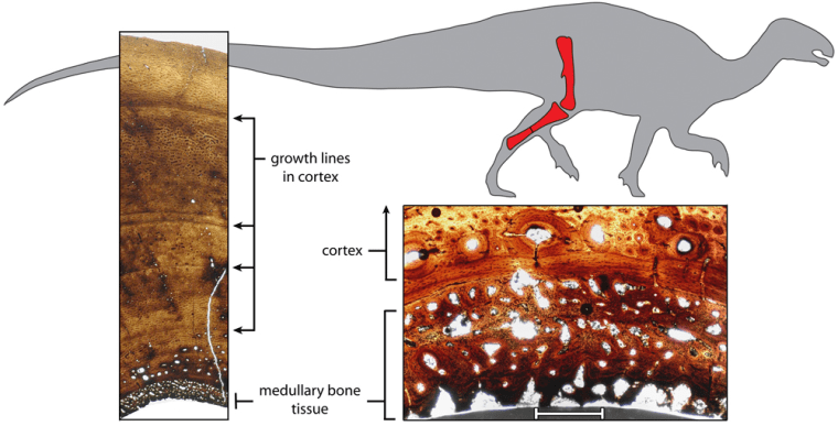 Image: Illustration shows cross-sections through the fossilized tibia, or shinbone, of a 120 million-year-old female plant-eating dinosaur called Tenontosaurus