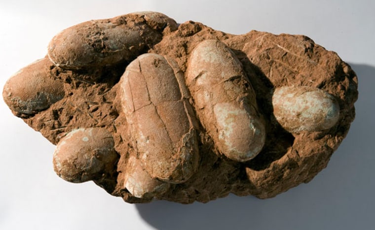 Image: six large elongated raptor eggs