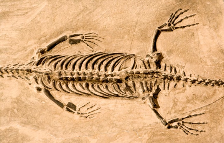 Image: part of the skeleton of a Keichousaurus a small long-necked marine reptile from the Triassic period