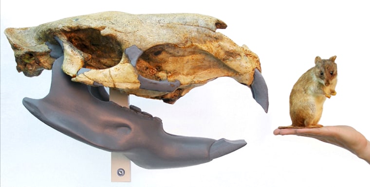 Image: The skull of a newly found rodent is shown in comparison to a rat in this handout picture released by the Royal Society Journals