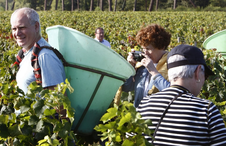 Image: harvesting holiday in Bordeaux wine country