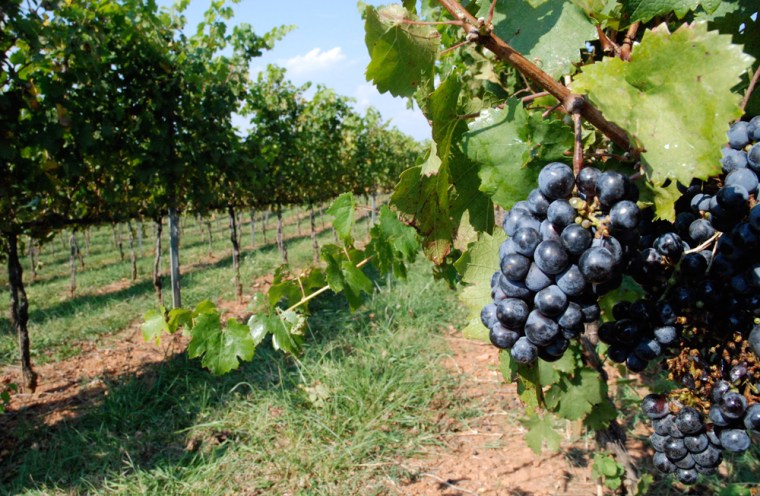 Image: Grapes are seen among rows of vines
