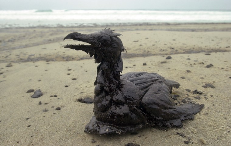 Image: A bird is coated in thick fuel oil on Larino beach Tuesday, Dec. 3, 2002