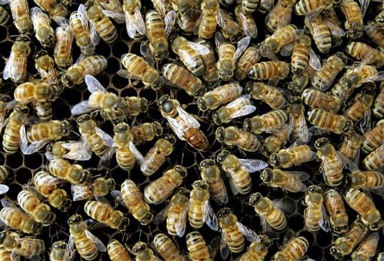 Image: Honey bees