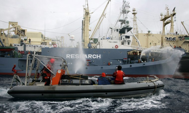 Image: A Greenpeace inflatable boat is seen next to Japan's whaling fleet