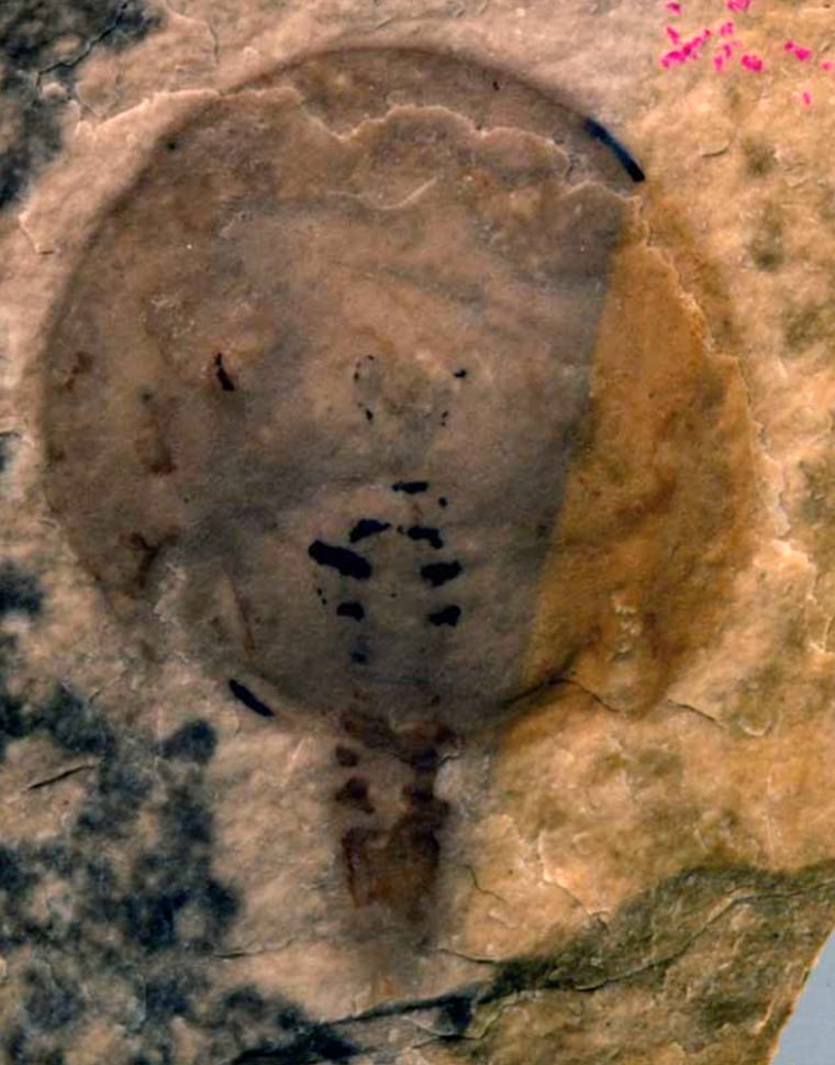 Image: Fossil of the new genus of horseshoe crab