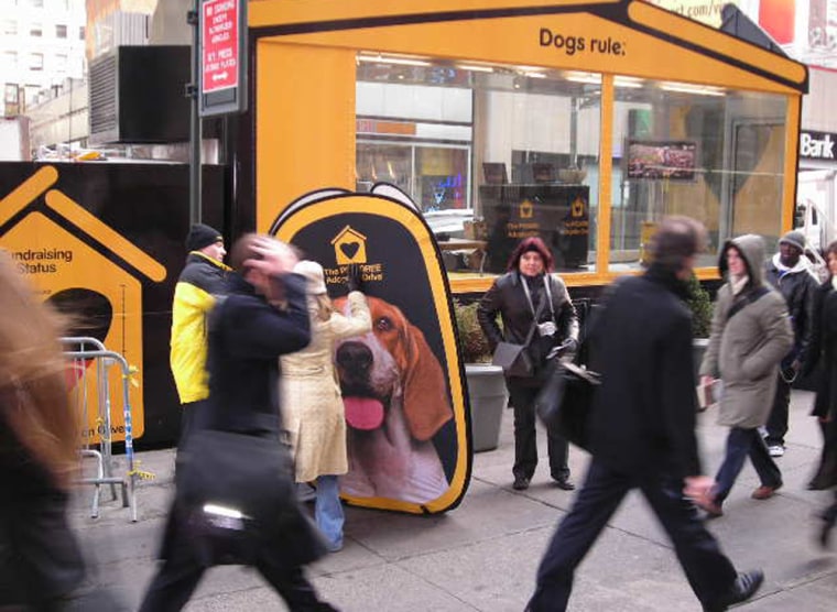 Pedigree's Adoption Drive is held during the Westminster Dog Show's two-day event in Madison Square Garden to help homeless pets around the country. 
