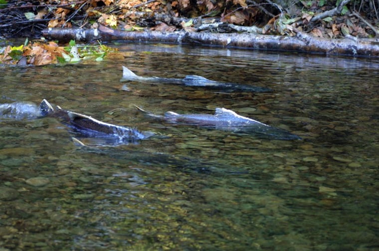 Image: Chinook salmon