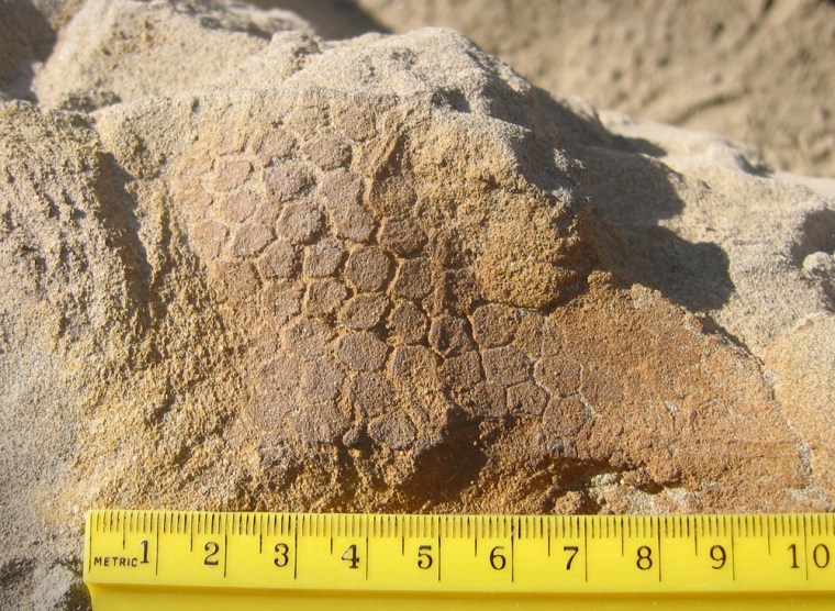 This photo provided by the National Geographic Society shows the scale of the fossilized skin of a duckbilled hadrosaur found in 1999 in North Dakota. Soft parts of dead animals normally decompose rapidly after death. Because of chemical conditions where this animal died, fossilization took place faster than the decomposition, leaving mineralized portions of the tissue.