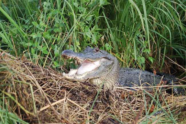 Image: Crocodiles