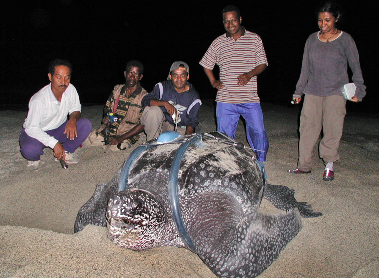 Image:  Members of a World Wildlife team gather for a group photo with a leatherback turtle