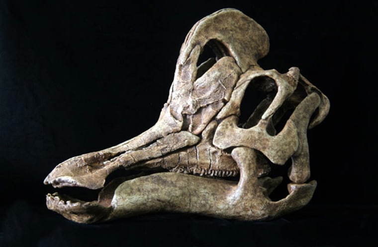 Image: Reconstructed skull of Velafrons coahuilensis
