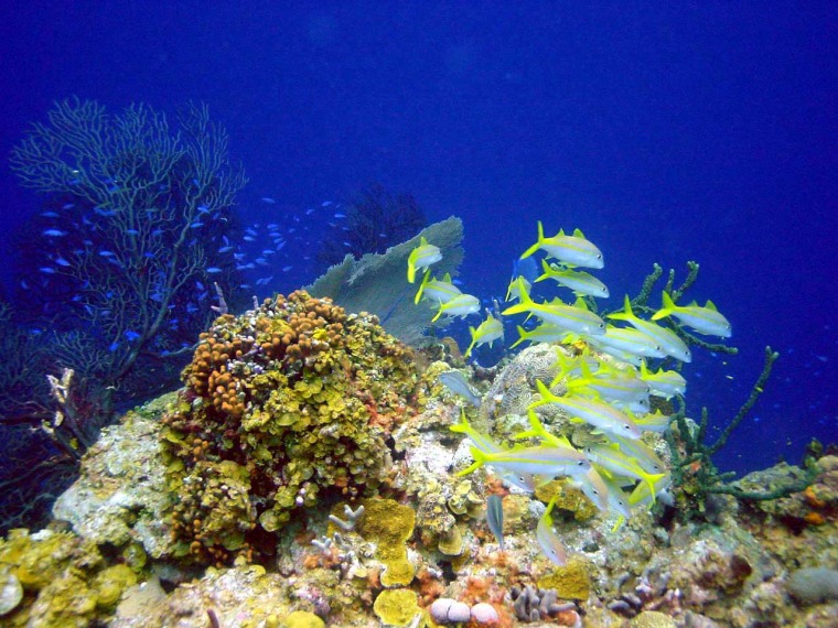 Image: Coral reef