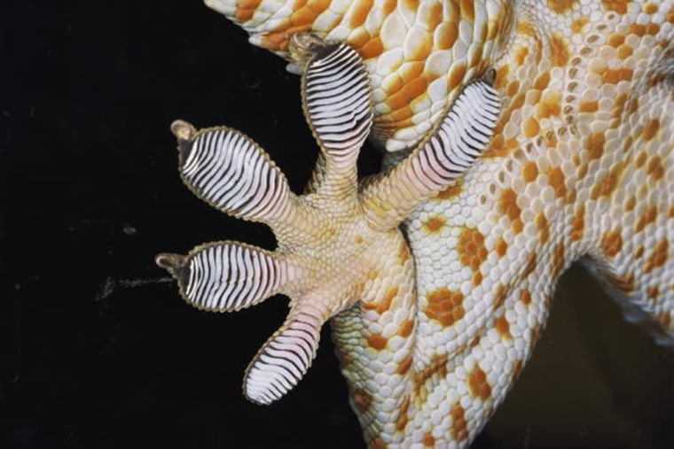 Image: Close-up of the toe-pads of a tokay gecko.