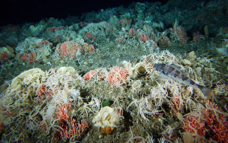 Image: brightly colored coralline bryozoans and sponges are seen in Antarctic waters