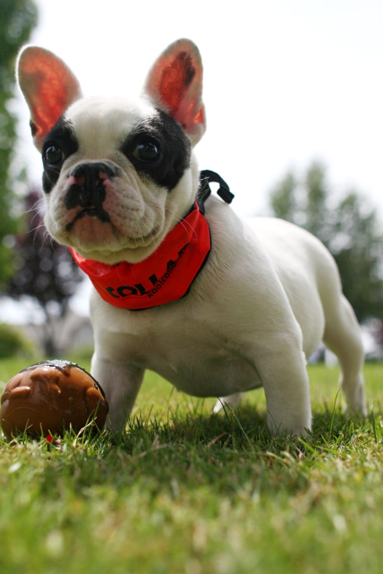 Kool collars top
