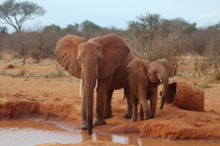 Image: Kenya elephants