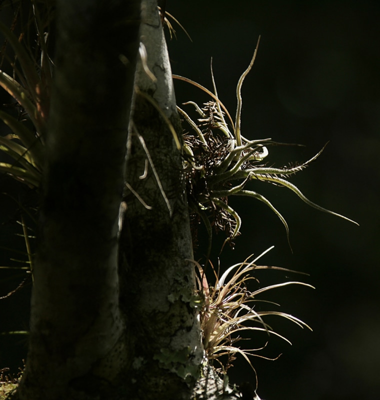 ** FOR IMMEDIATE RELEASE ** An orchid glistens in the sunlight in the Fakahatchee Strand portion of the Florida Everglades, Saturday, Feb. 16, 2008 during a swamp walk tour of the wetlands by a group of people searching for orchids and other endangered plants. (AP Photo/J. Pat Carter)