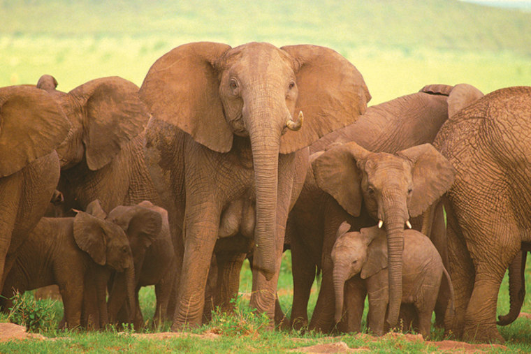 Image: elephants