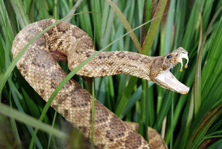 Image: Rattlesnake