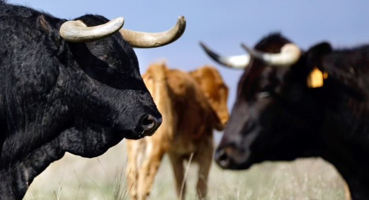 Image: El Alcalde, a 16-year-old fighting bull, grazes in a field next to the town of Guadalix de la Sierra